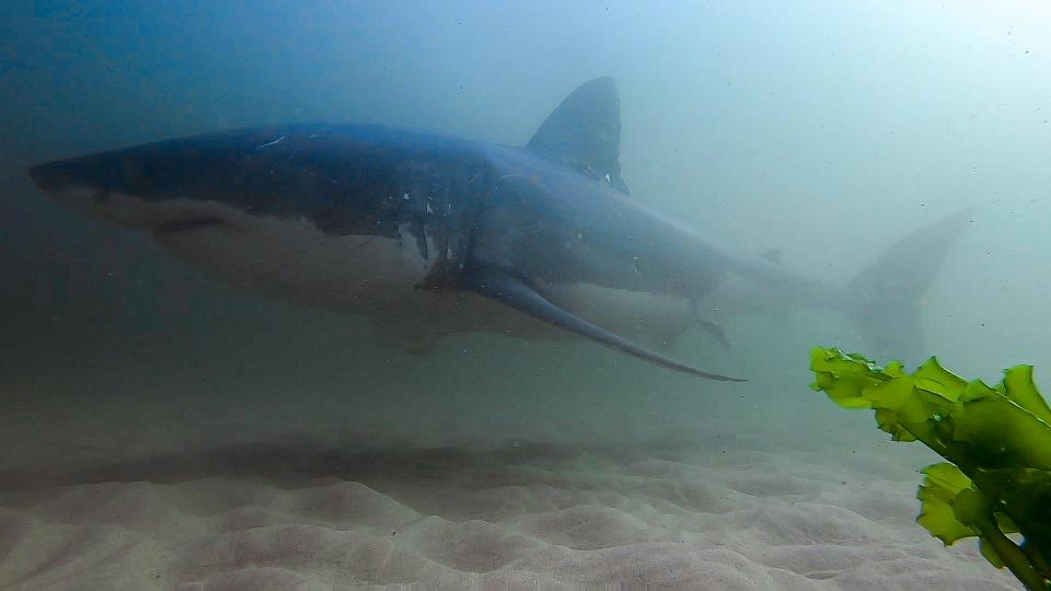 This still image taken from an underwater camera shows a great white shark near the barrier.