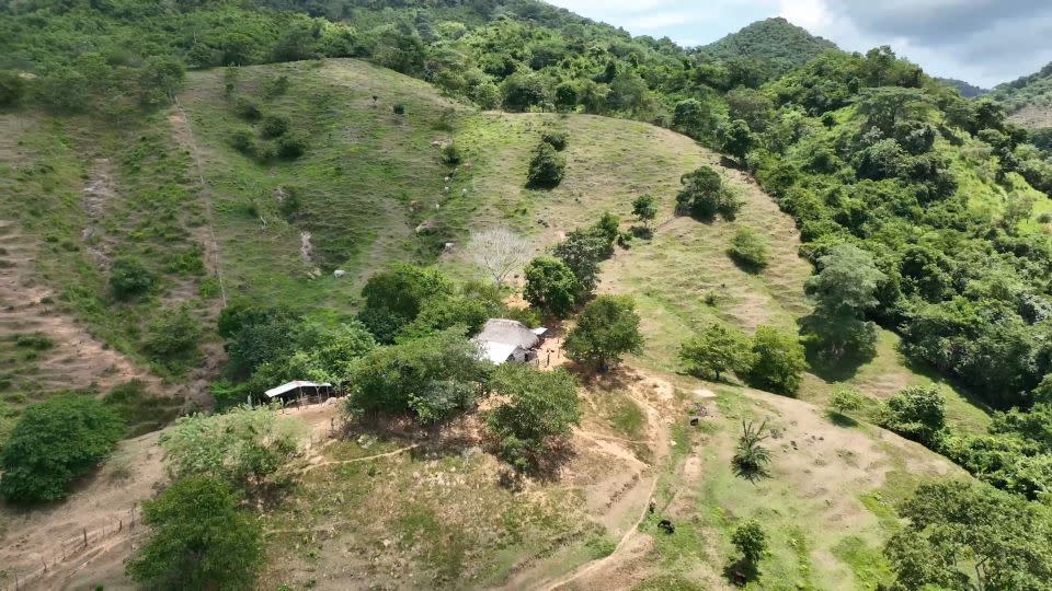 Project Titi protects and restores the forest habitat of cotton-top tamarins in Colombia. - Julian Quinones/CNN