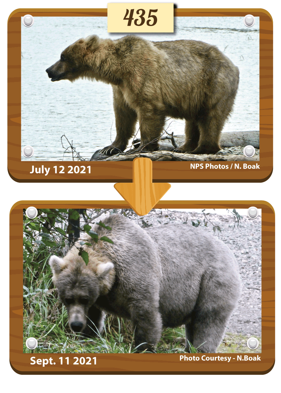 棕熊435Holly是國家公園布魯克斯河最有經驗和寬容的母熊之一，曾獲得2019年肥熊周冠軍。435Holly有著灰白的金色毛髮，像是烤棉花糖的形狀和顏色。