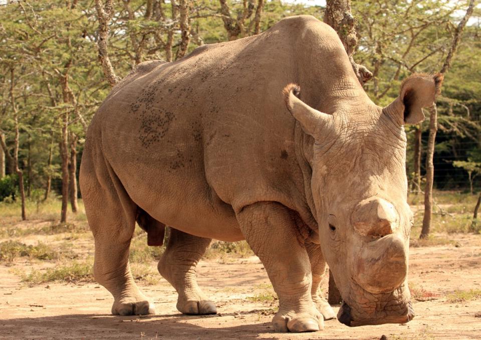 The rhinos are given notches on their ears to help conservationists distinguish themWill Whitford