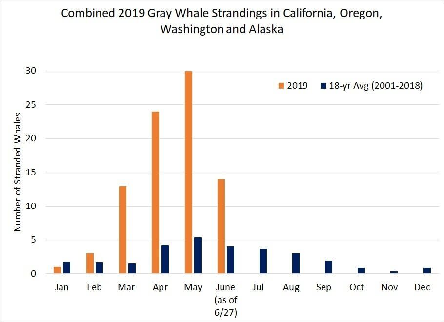 (Photo: <a href="https://www.fisheries.noaa.gov/national/marine-life-distress/2019-gray-whale-unusual-mortality-event-along-west-coast" target="_blank">NOAA Fisheries</a>)