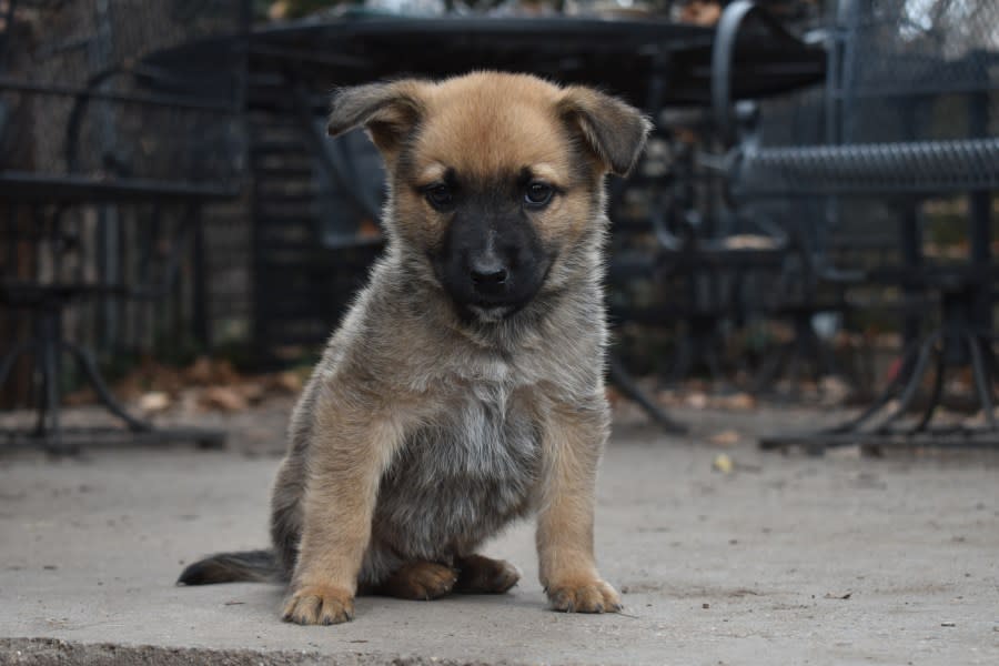 A puppy named Hawk poses for a photo on Feb. 1, 2024 ahead of the GTU Pup Bowl. Falcon will be available for adoption from Nuzzles and Co. after the GTU Pup Bowl airs. (KTVX/Scott Lewis)