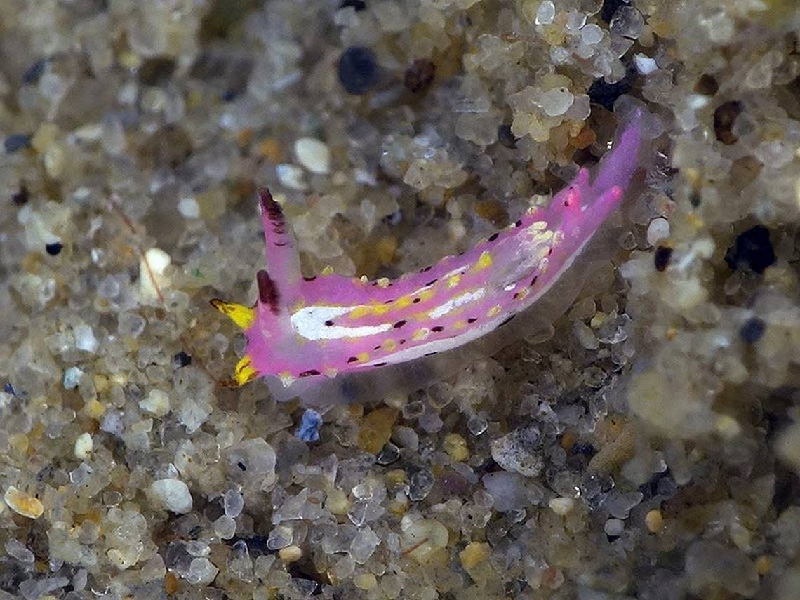 A Naisdoris labalsaensis, or La Balsa sea slug. Photo from Gary Cobb nudibranch.com.au