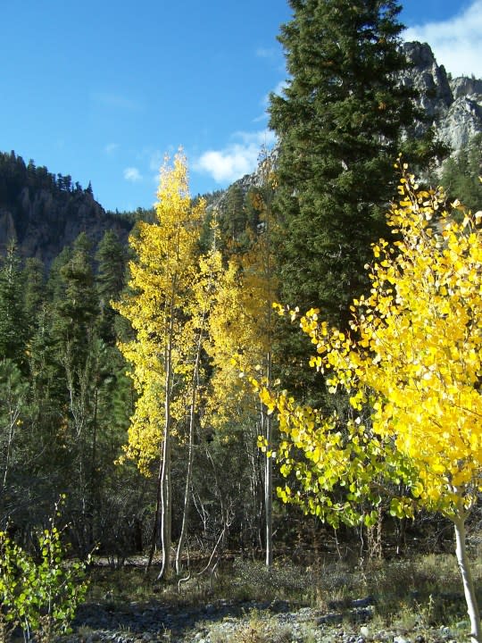 Fall colors on Mt. Charleston, Oct. 4, 2008. (Greg Haas / 8NewsNow)