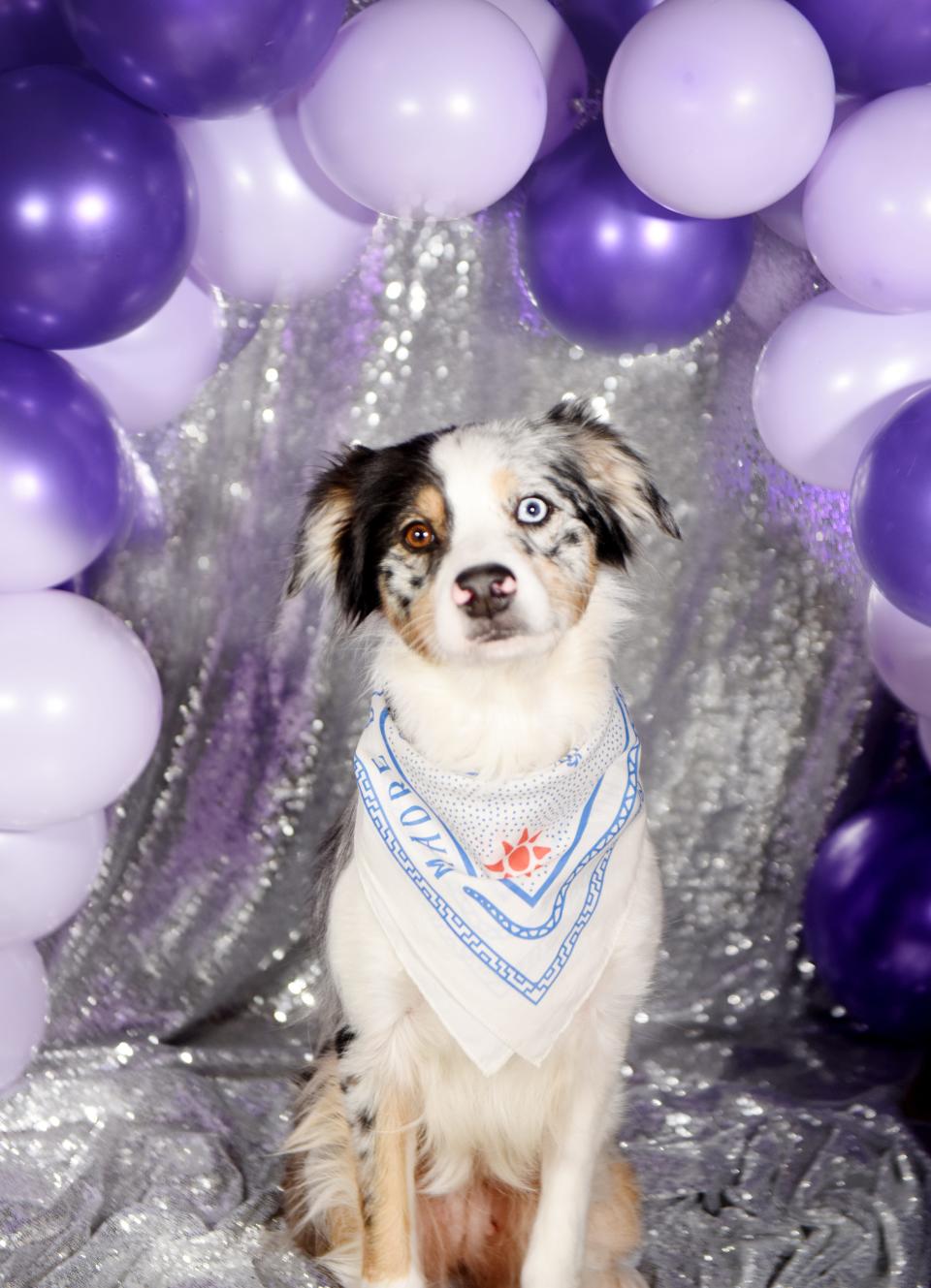 Hedy Lamarr is a Blue Merle Australian Shepherd, owned by Derek Simmons, who is part of the Robinson's Rescue 2022 Best in Sheaux homecoming court. 