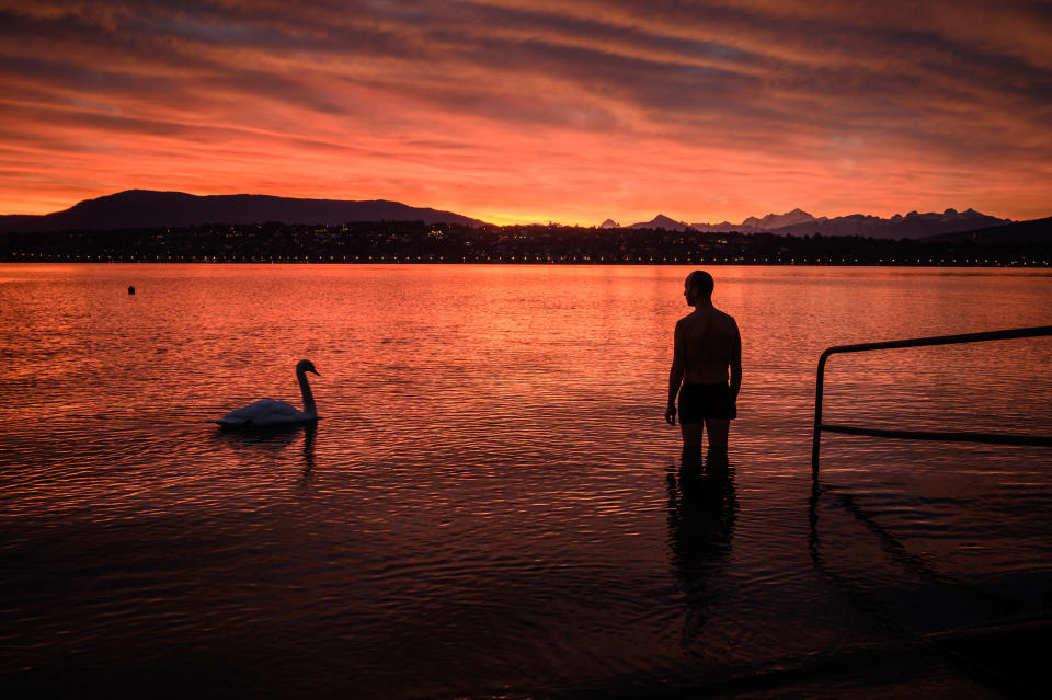 Le cygne d'une belle journée