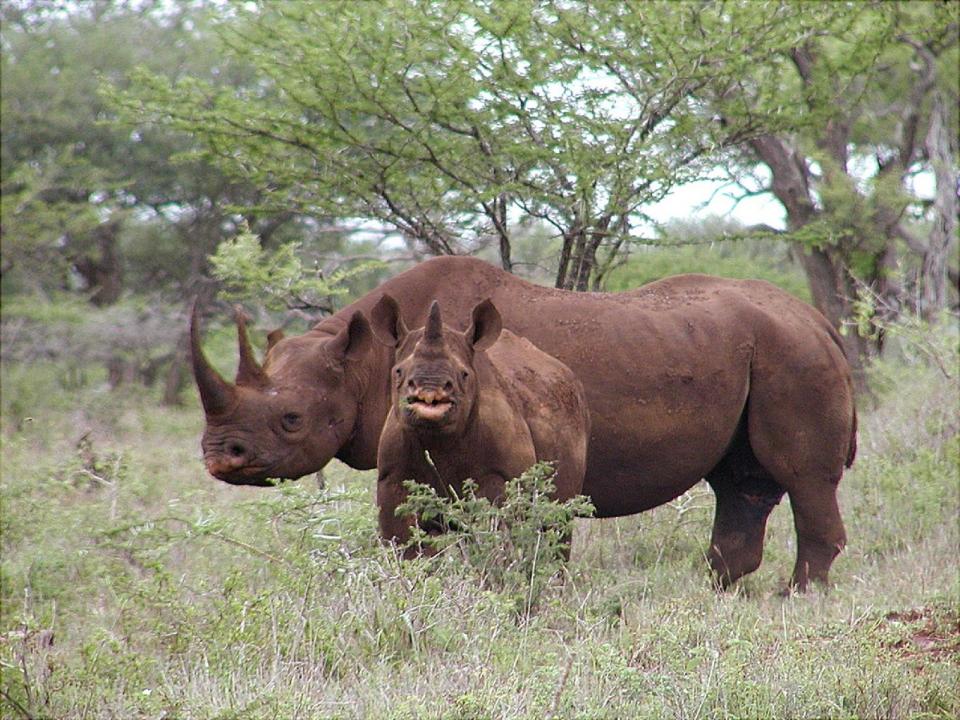 In this Jan. 5, 2003, photo released by U.S. Fish and Wildlife Service shows a black rhino male and calf in Mkuze, South Africa. Hunt the black rhino to save the black rhino. That's the Dallas Safari Club's approach to a fundraiser for efforts to protect the endangered species. The group hopes to raise more than $200,000 Saturday by auctioning off the right to shoot and kill a black rhinoceros in the African nation of Namibia. (AP Photo/U.S. Fish and Wildlife Service, Karl Stromayer, File)