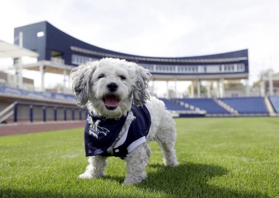 In this Feb. 22, 2014 photo, Milwaukee Brewers mascot, Hank, is at the team's spring training baseball practice in Phoenix. The team has unofficially adopted the dog and assigned the name “Hank” after baseball great Hank Aaron. (AP Photo/Rick Scuteri)