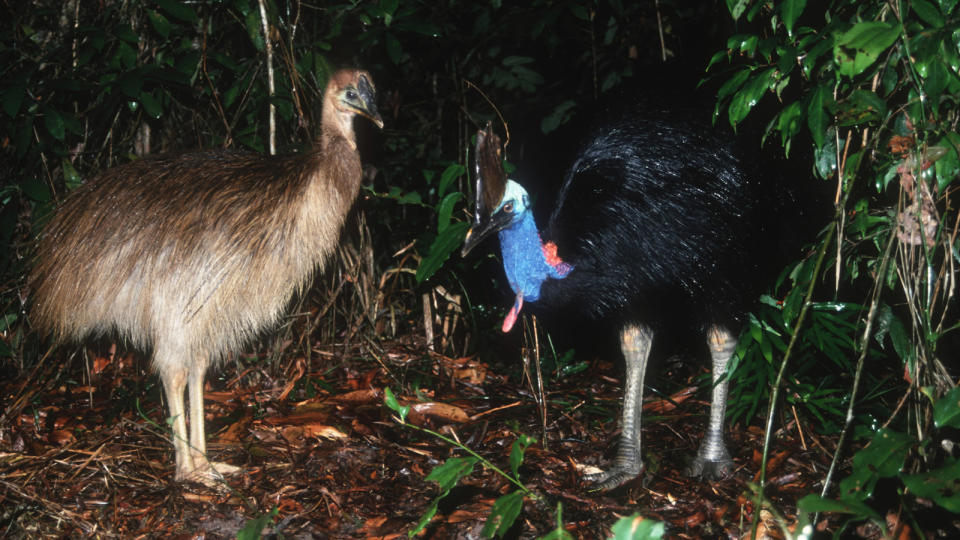 Cassowary adult with cassowary chick