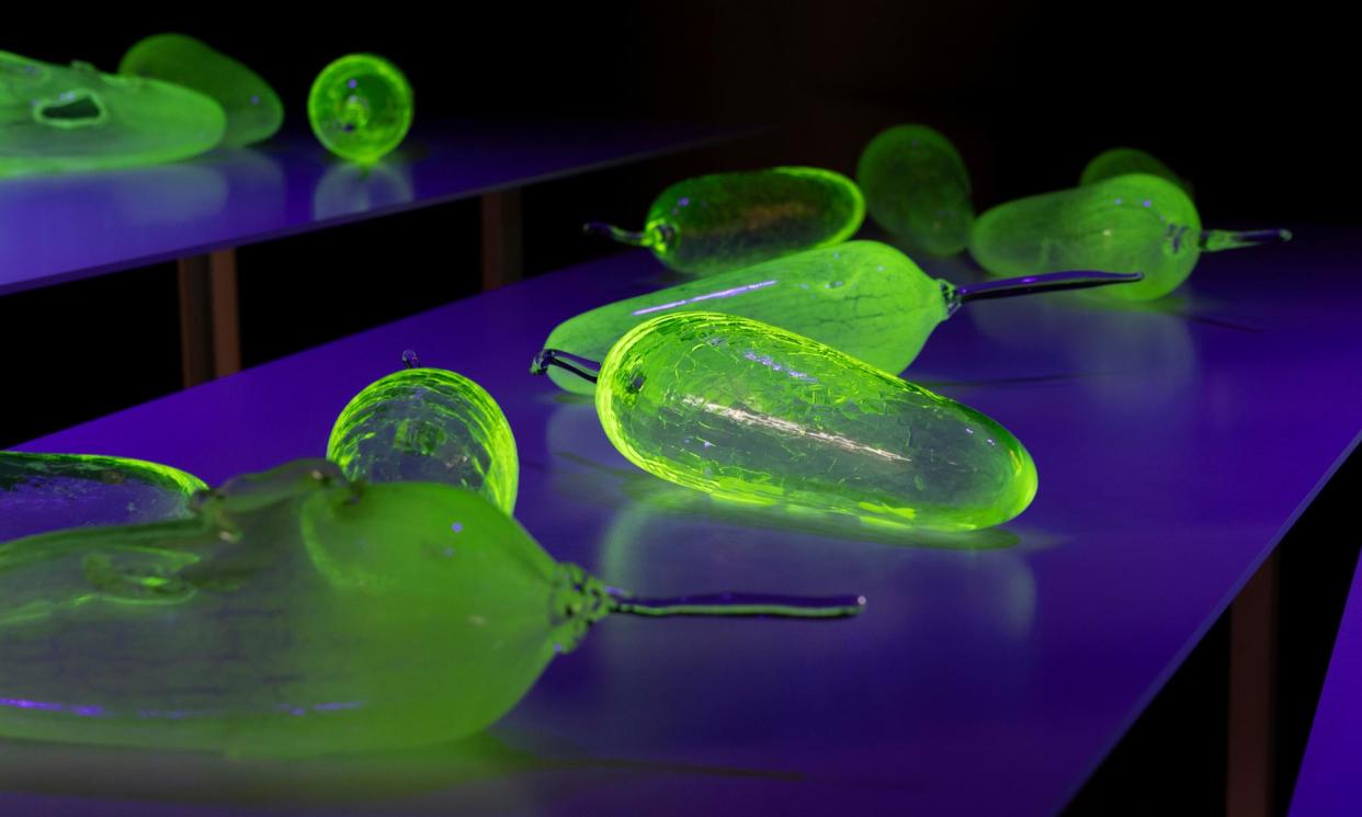 <span>Scarce’s installation, Hollowing Earth, features glass bush bananas infused with trace amounts of uranium – a reference to the desecration of country through uranium mining.</span><span>Photograph: Bo Wong</span>