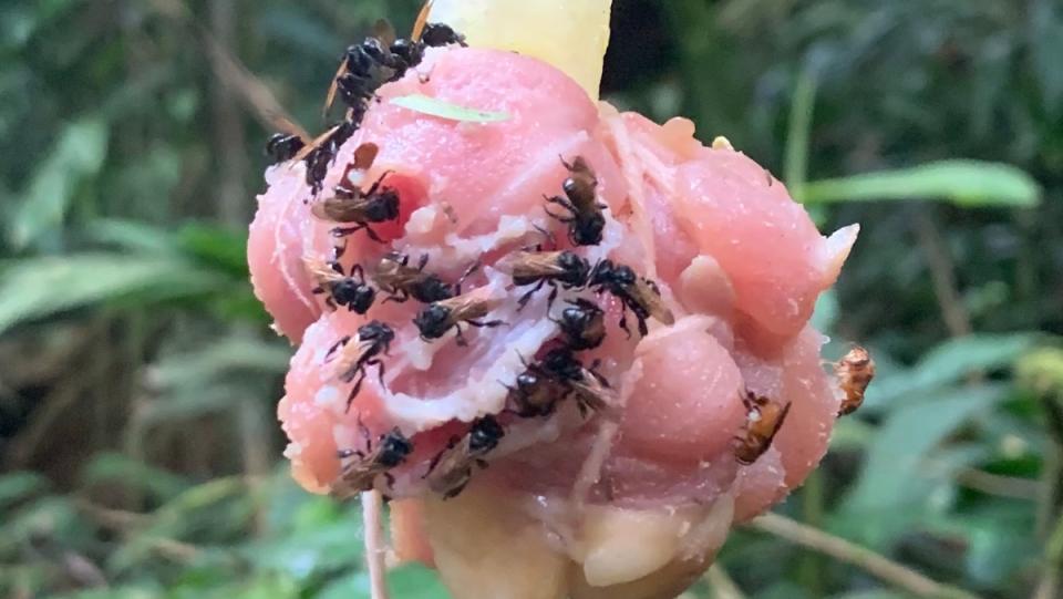 A group of "vulture bees" snacking on a "flower" made of raw chicken meat.