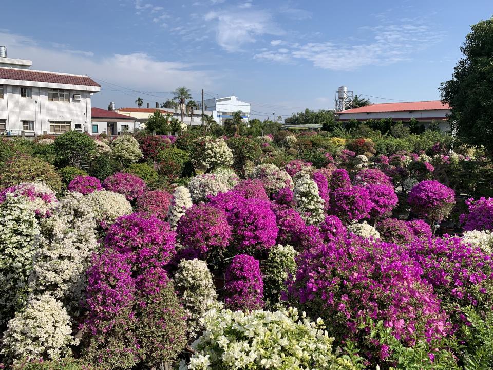 輝豐園藝是全臺最大的九重葛花園。（攝影：三小姐的地球愛吃誌）