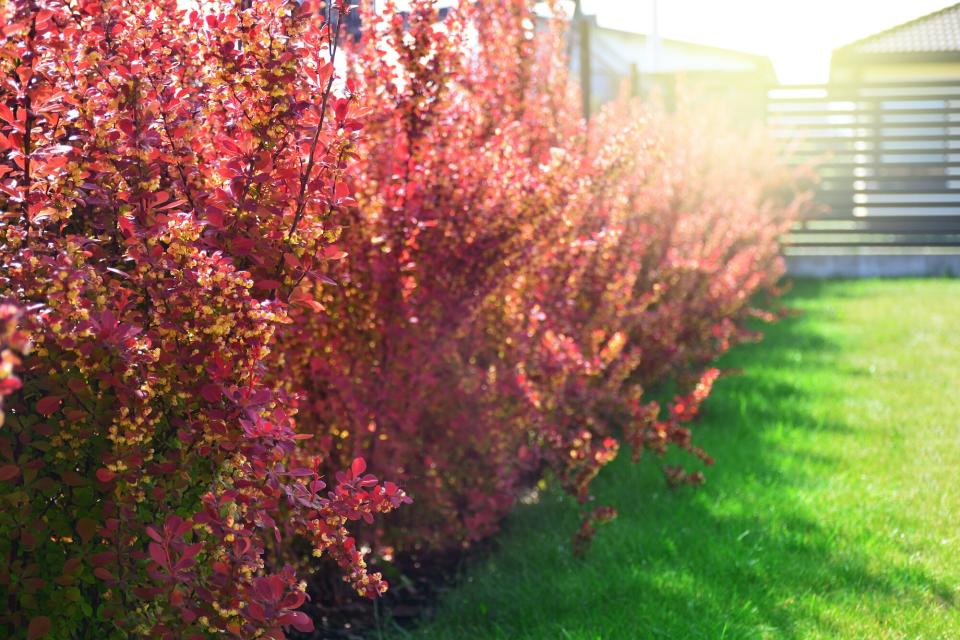 Japanese Barberry Bushes in yard