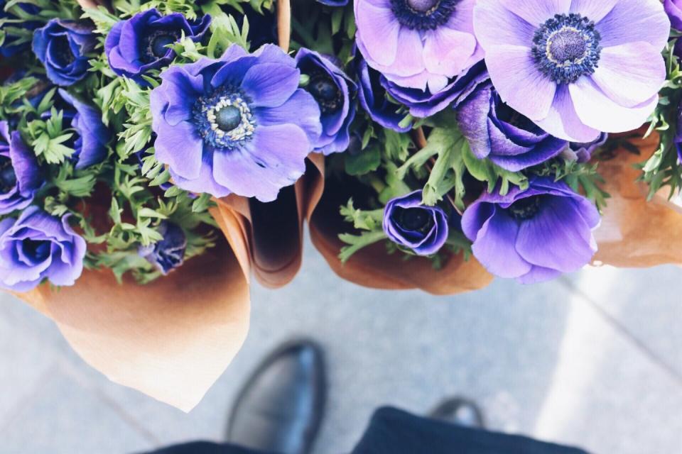 Blue, Petal, Purple, Flower, Violet, Flowering plant, Electric blue, Lavender, Cut flowers, Cobalt blue, 