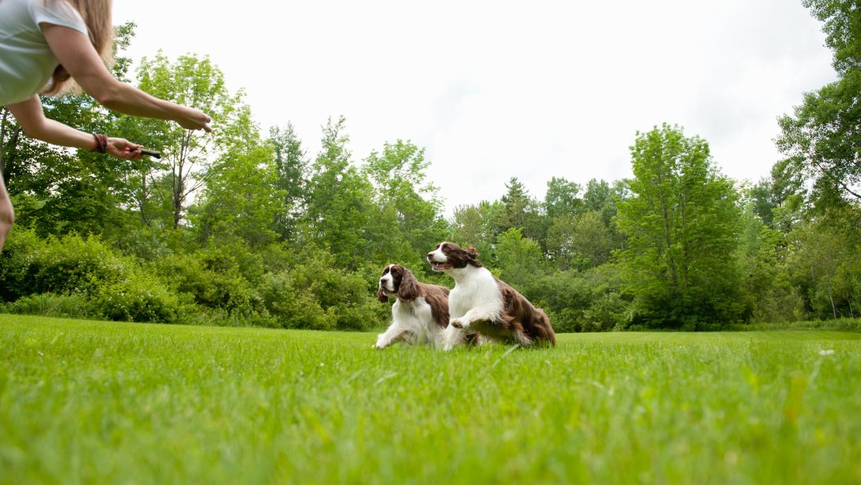  Two English Springer Spaniels in Field Running Towards Woman with Outstretched Arms . 