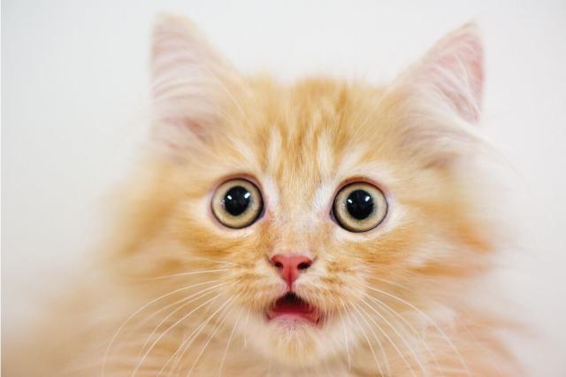 JITTERY KITTIES GETTING SPOOKED – SCAREDY CATS ARE JUST TOO SILLY! ﻿