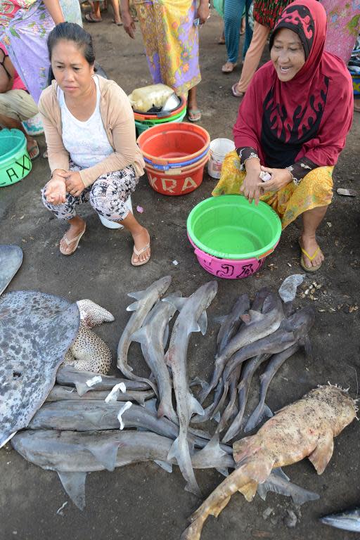 Uphill battle to tackle Indonesian shark fishing