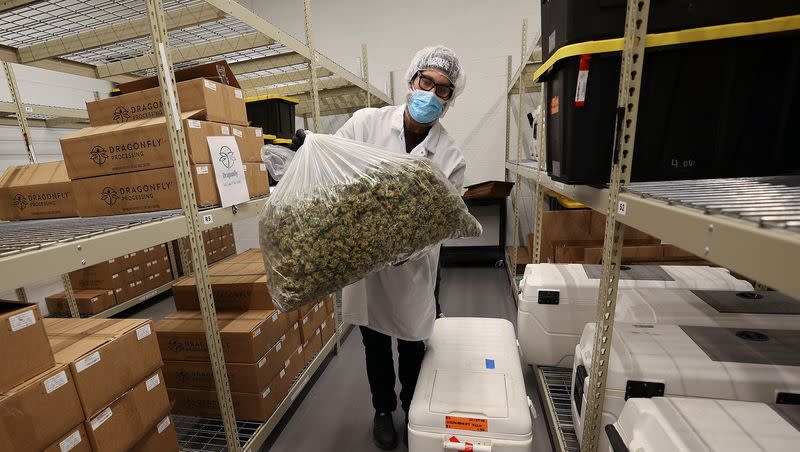 Taylor Constantine, Dragonfly director of research and development and extraction, shows a large bag of Strawberry Kush cannabis buds at the Dragonfly processing plant in South Salt Lake on Friday, March 24, 2023.