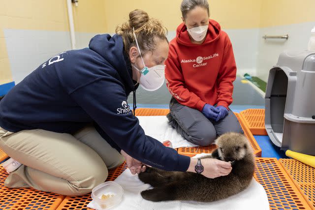 <p>Shedd Aquarium</p> Sea otter pup tended to at Shedd Aquarium in Chicago