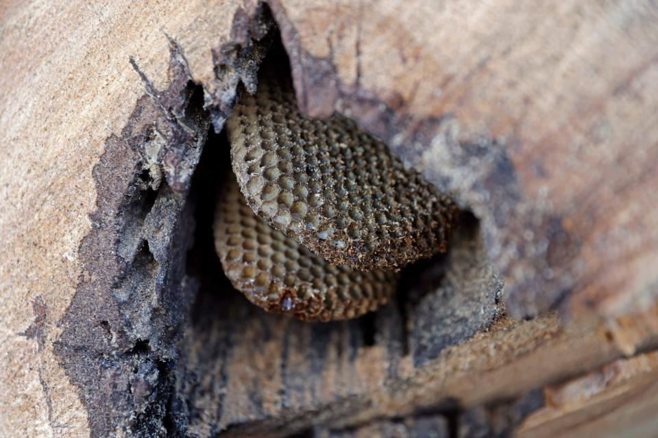 A honeycomb is seen inside a tree March 16 as it is moved to a property near Beth and Tom Menasco's other treatment-free hives in Edmond.