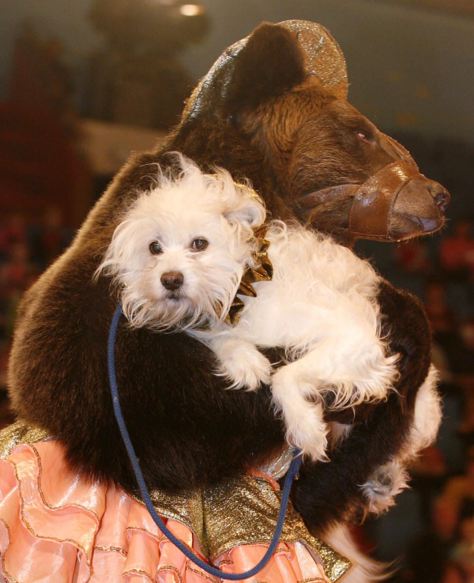 A brown bear carries a dog during a show in a circus in the Siberian city of Krasnoyarsk