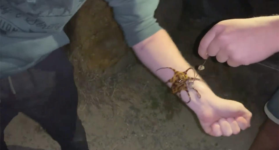 Man dangles blue-ringed octopus on his arm.