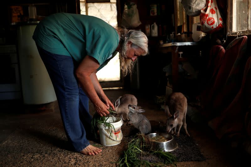 The Wider Image: At home with couple who saved baby kangaroos from the fires