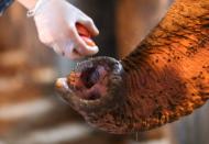 Veterinarian offers apples to Asian elephant Mara in her enclosure at the former city zoo now known as Ecopark in Buenos Aires