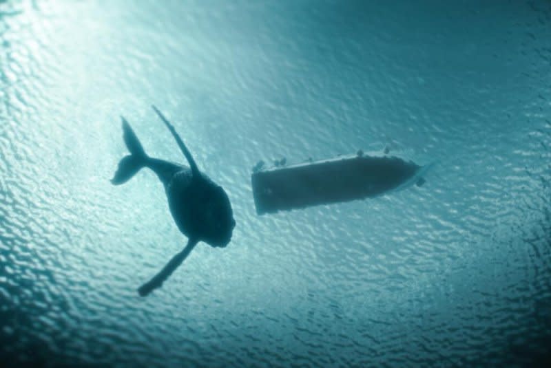Strange forces are affecting whales in "The Swarm." Photo courtesy of Beta Films