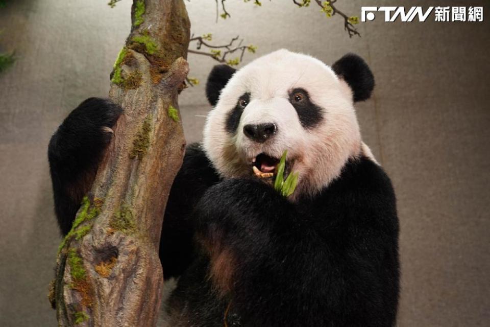 「團團」大貓熊標本（圖／台北市立動物園提供）