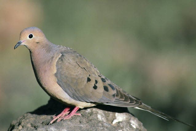 Mourning dove