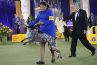 A handler gives her German short-haired pointer a treat after winning the Sporting category at the Westminster Kennel Club dog show, Sunday, June 13, 2021, in Tarrytown, N.Y. (AP Photo/Kathy Willens)