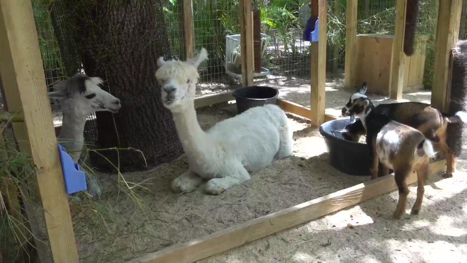 “Kids Name Kids”: Brevard Zoo letting children pick names of baby goats