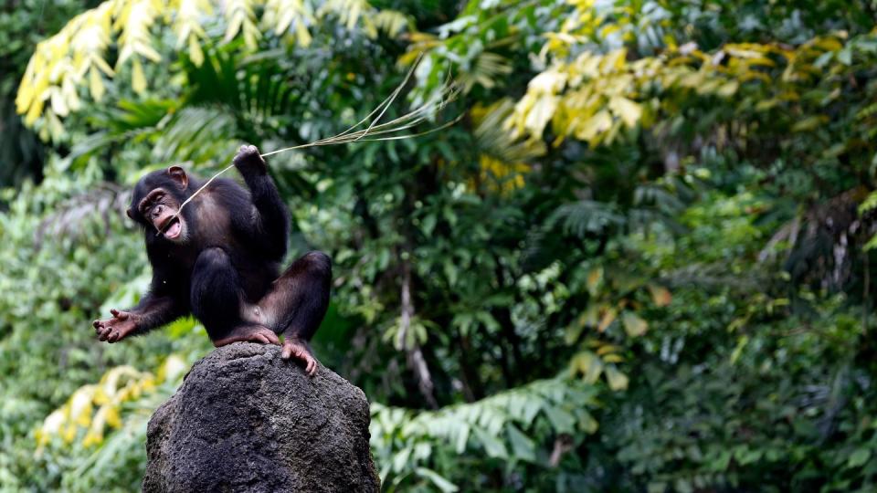 Ein Schimpanse sitzt im Zoo von Singapur auf einem Stein. In Tansania hatten Forscher Mikroben von 41 Schimpansen-Nestern gesammelt und untersucht. Foto: Stephen Morrison/EPA