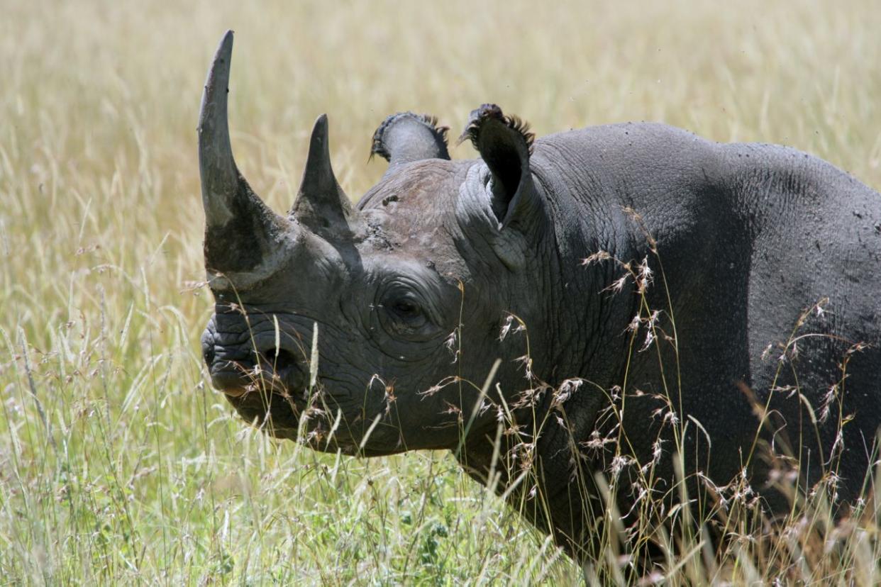 Un rinoceronte negro (no es Fausta) en estado salvaje. (Imagen: Getty)