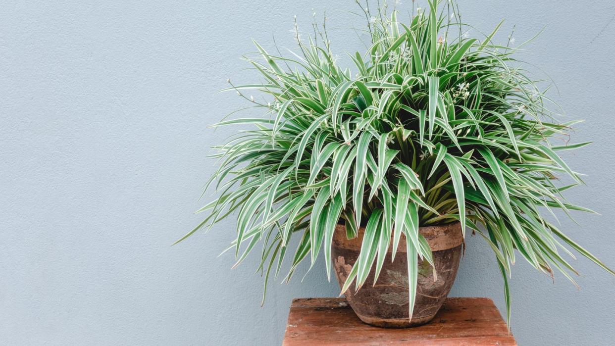 spider plant chlorophytum comosum variegatum home decoration balcony plants in pottery pot against gray background