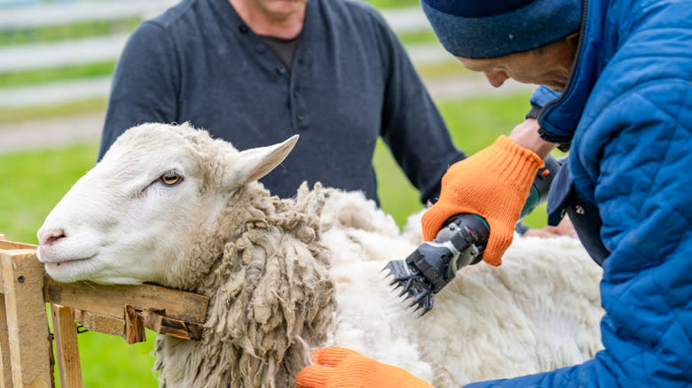 sheep sheared by farmer