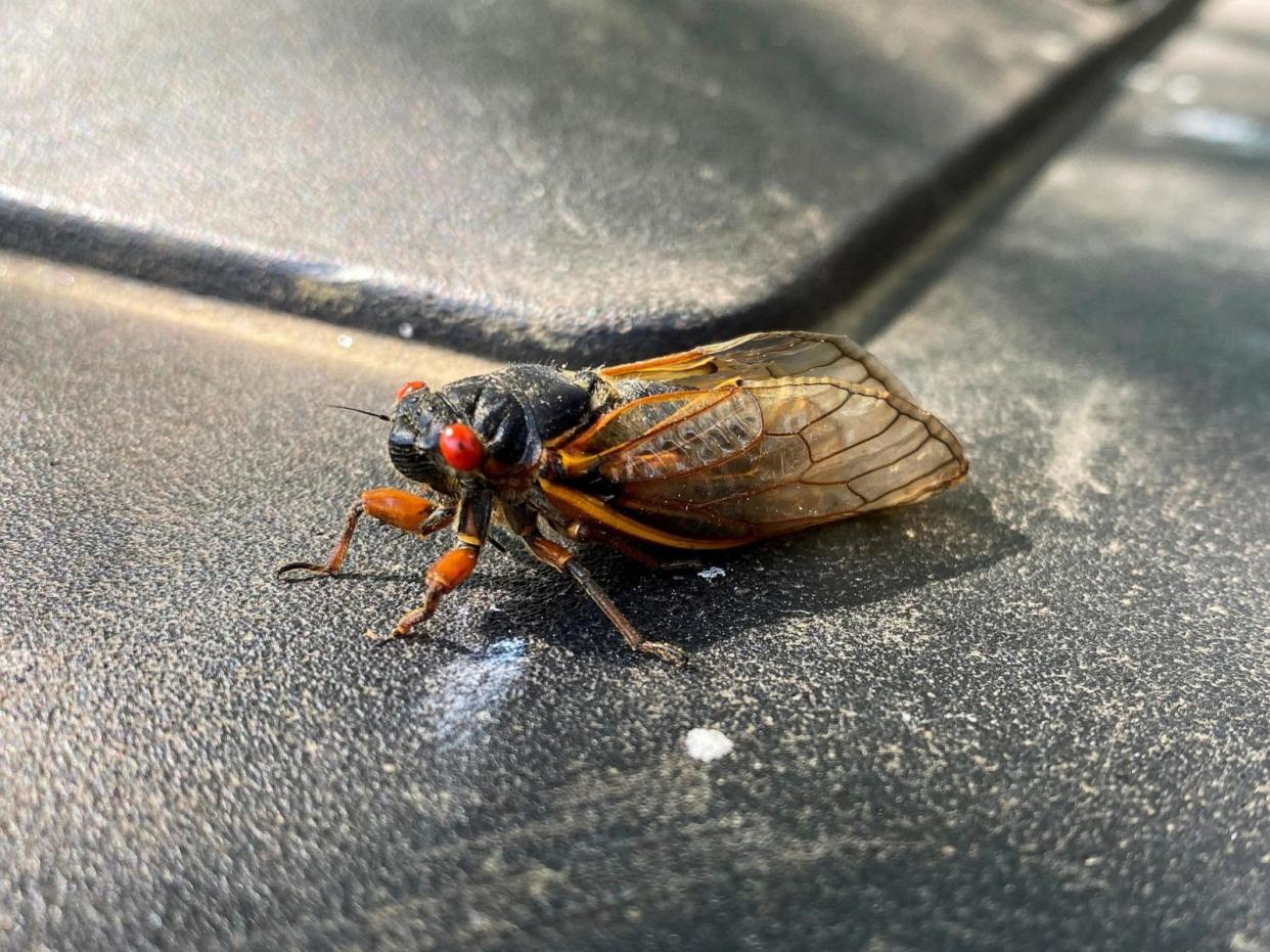 PHOTO: A cicada is seen perched on a trash can in Arlington, Va., May 19, 2021.  (Will Dunham/Reuters, FILE)