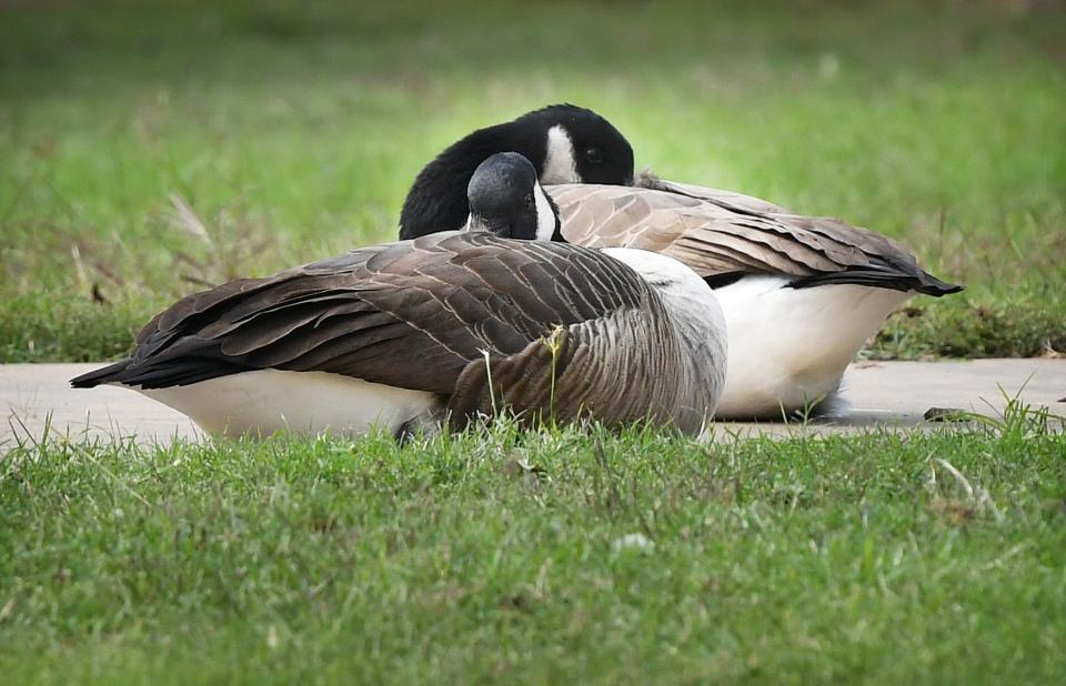 Seen in this file photo, a pair of Canada geese tuck their bills under their feathers as a cold wind blows across Sikes Lake in 2018.