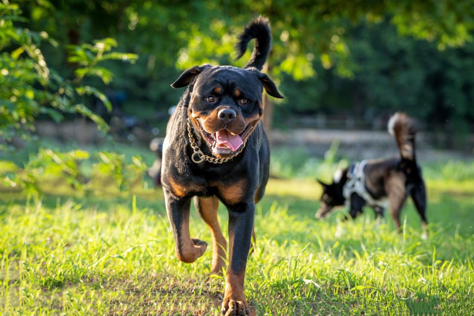 Rottweiler runs towards camera