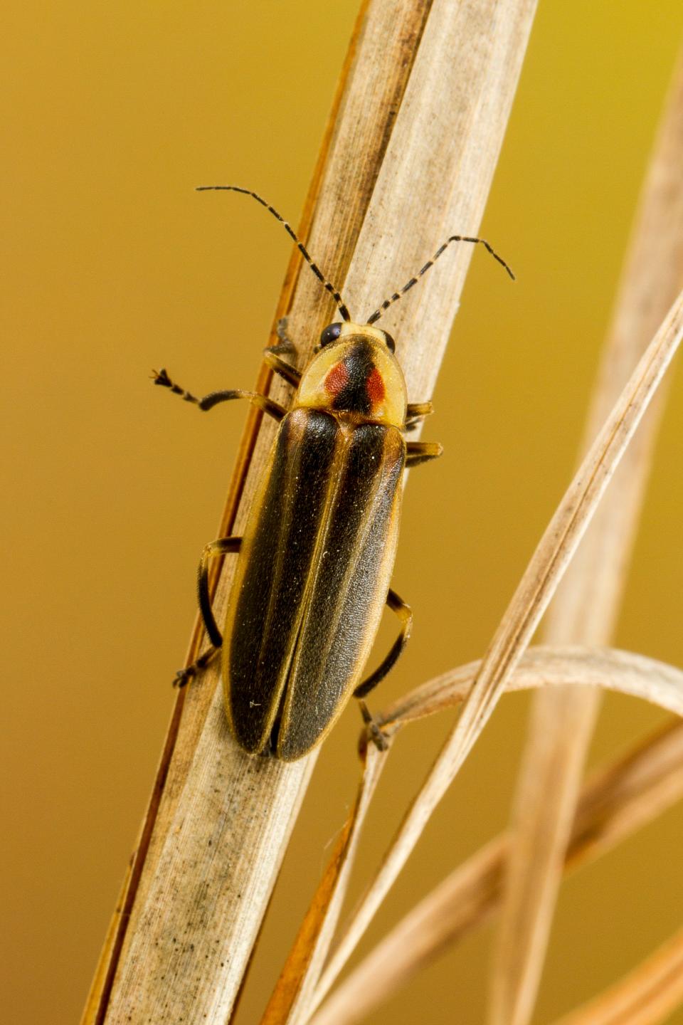 At least 19 species of fireflies are known to live in Great Smoky Mountains National Park. This firefly in the Photuris versicolor complex is nearly indistinguishable from the spring four-flasher (Photuris quadrifulgens) by appearance alone, but DNA barcoding recently confirmed that the spring four-flasher is indeed present in the park.