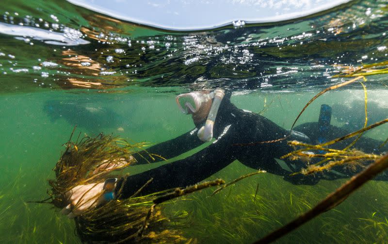 The Wider Image: In Baltic Sea, citizen divers restore seagrass to fight climate change