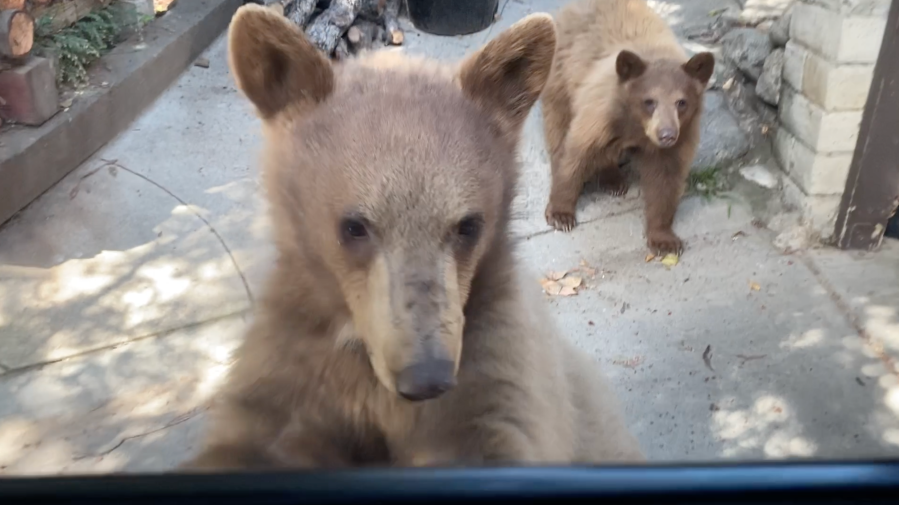 A bear appears to open a car door in Sierra Madre. (Sandy Duvall)