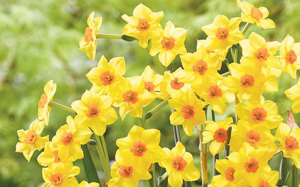 Garden centres often sell bulbs loose so you can hand-pick your daffodil blooms - Getty