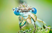 <p>“Now I am using special macro lens Canon MP-E 65/2.8 with macro flash MT-24EX.” (Photo: František Dulík/Caters News) </p>