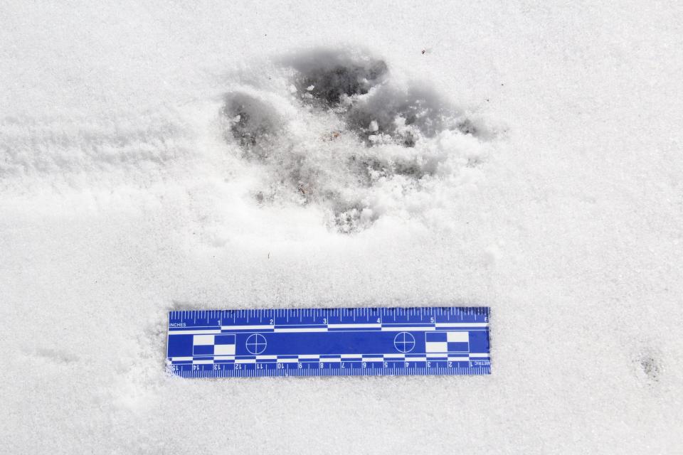 A ruler shows the size of a gray wolf track on a road in the Chequamegon-Nicolet National Forest near Clam Lake.