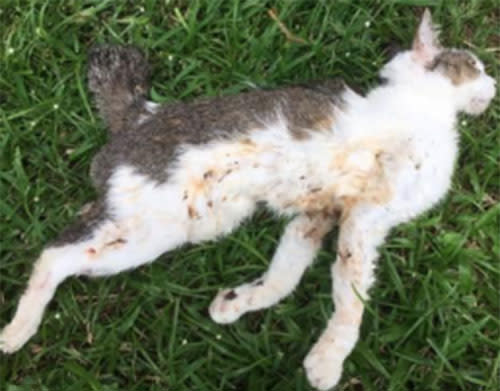 A cabby killed a cat at an HDB flat in Ang Mo Kio in March by throwing it to the floor before tossing it into a rubbish chute. Photo: AVA