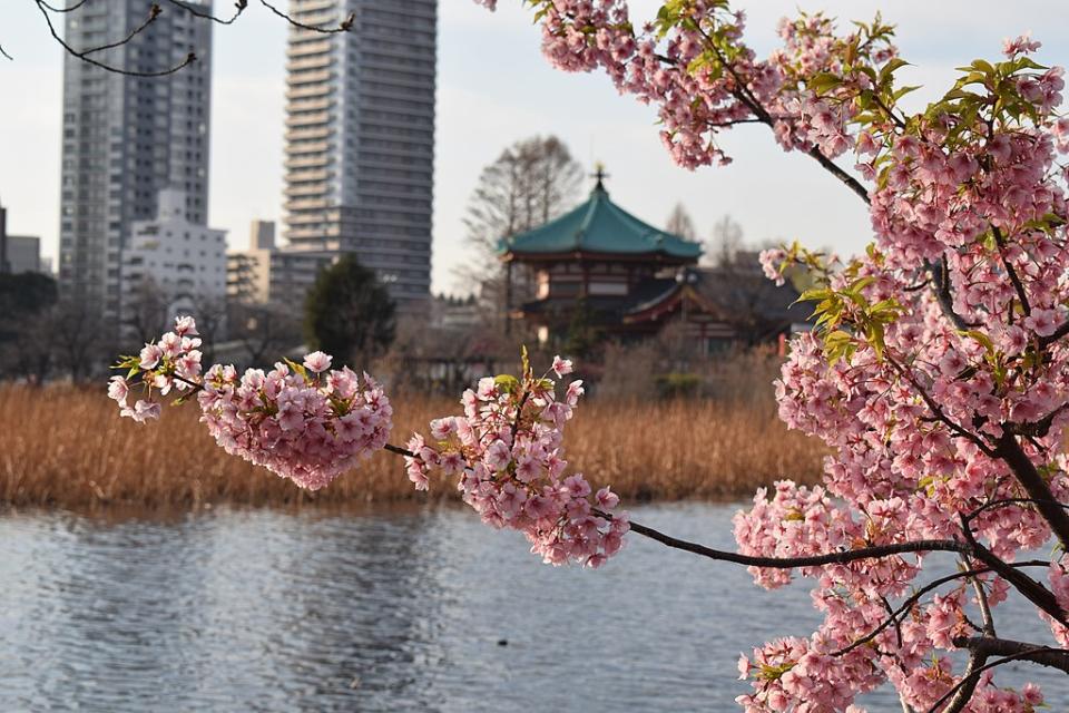 上野公園 (Photo by Syced, License: CC0, Wikimedia Commons提供)