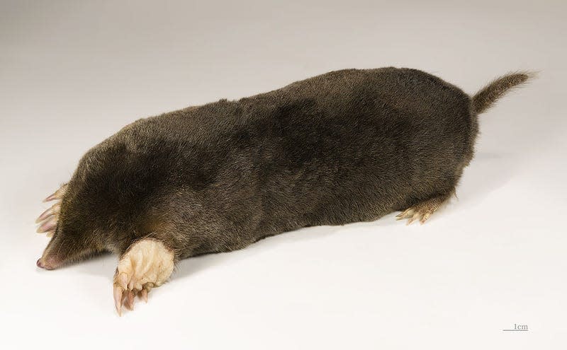 Museum specimen of a European mole 