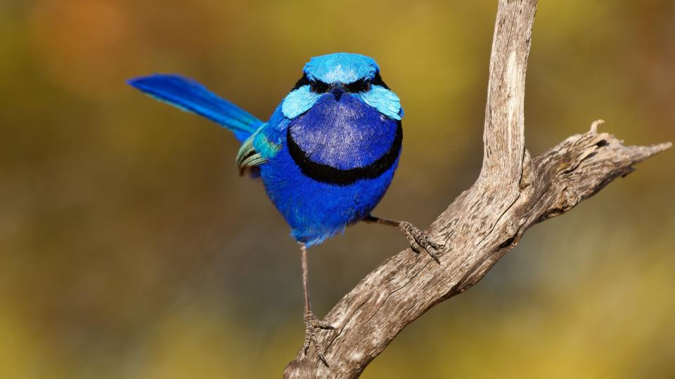 A male splendid fairy wren perching on a branch.